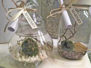 marimo